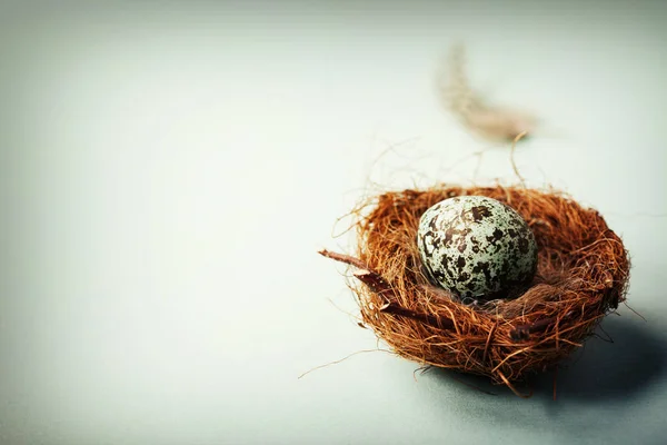 Easter egg in birds nest — Stock Photo, Image