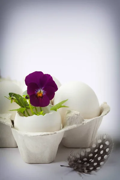 Cute flowers in egg shells for Easter — Stock Photo, Image