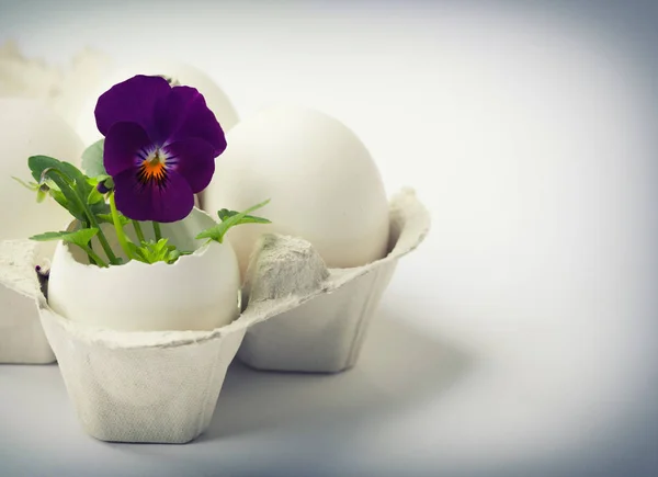 Schattige bloemen in eierschalen voor Pasen — Stockfoto