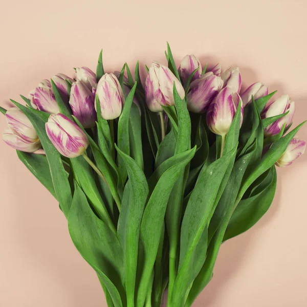 Rosa Tulpen auf rosa Hintergrund — Stockfoto