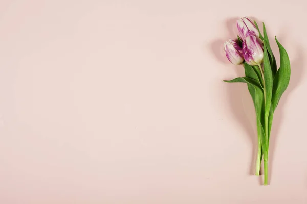 Ροζ τουλίπες σε ροζ φόντο — Φωτογραφία Αρχείου