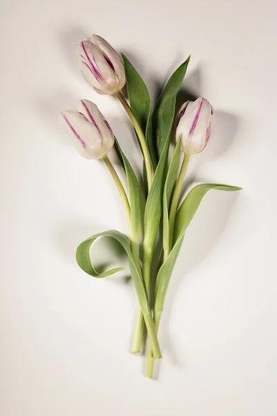 Roze tulpen close up — Stockfoto