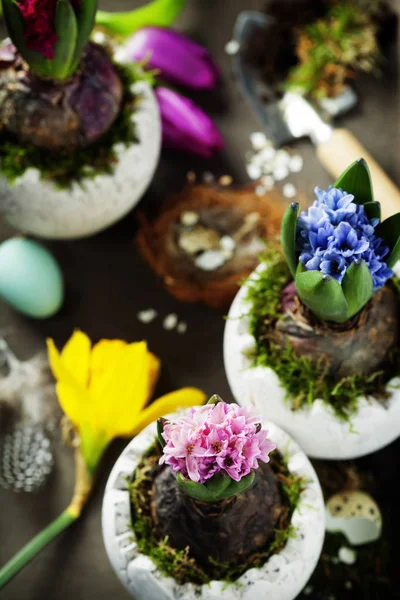 히 아 신 스 꽃, 정원 도구 및 부활절 달걀 — 스톡 사진