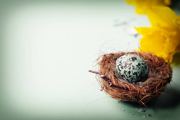 Huevo de Pascua en nido de aves con flores de primavera —  Fotos de Stock