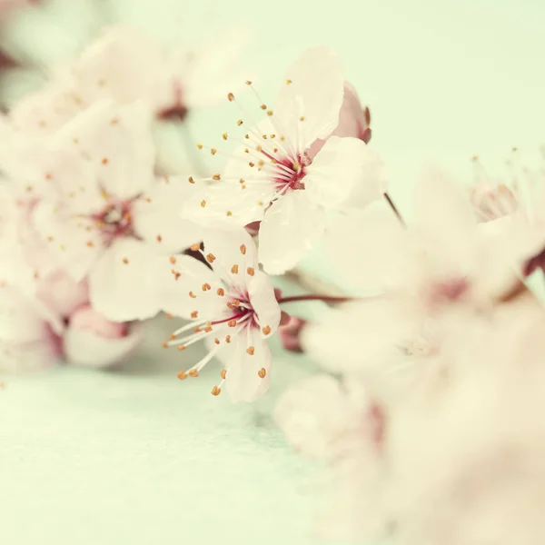 Fiori di ciliegio rosa brillante — Foto Stock
