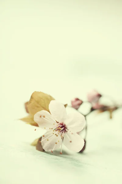 Ярко-розовые цветки вишни — стоковое фото