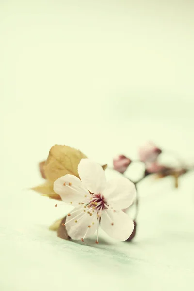 Flor de cereja rosa brilhante — Fotografia de Stock