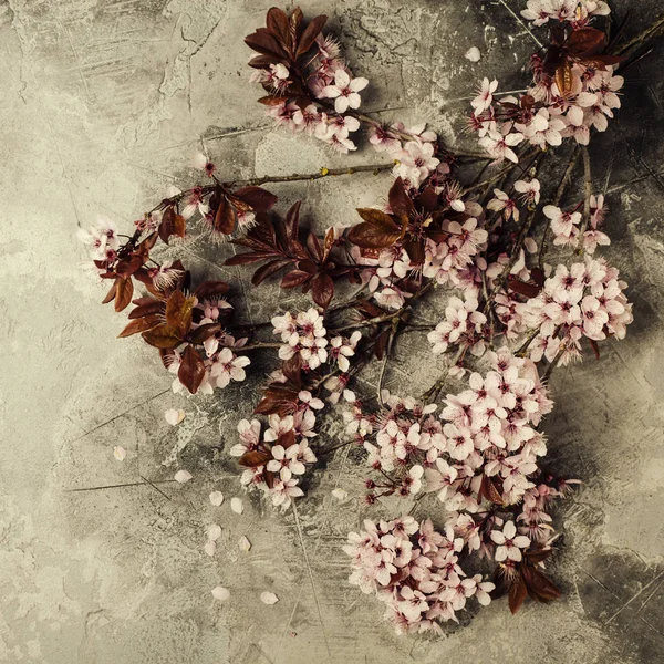 Flor de cerezo — Foto de Stock