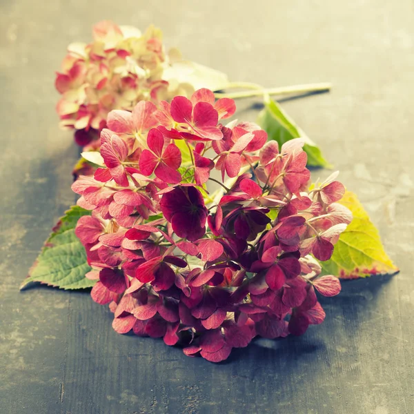 Hortensia rosa sobre fondo vintage — Foto de Stock