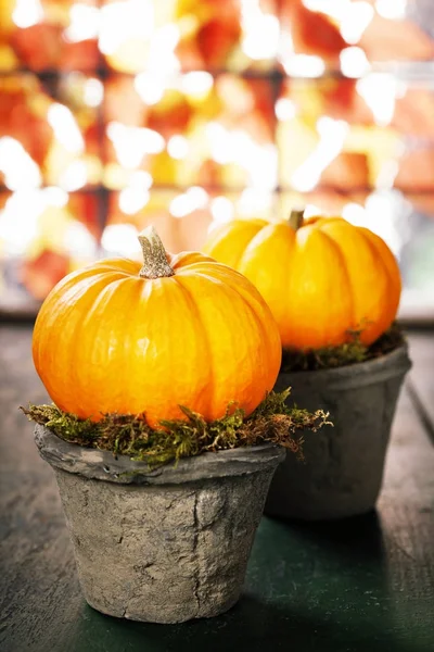 Tiny pumpkins in flower pots — Stock Photo, Image
