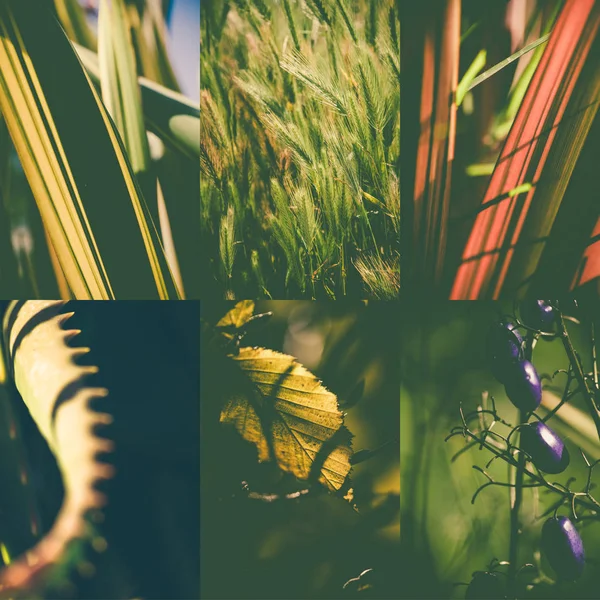 Grüne Natur-Collage — Stockfoto