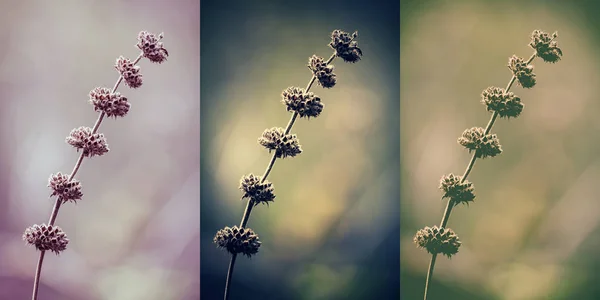 Collage de belles fleurs sauvages — Photo