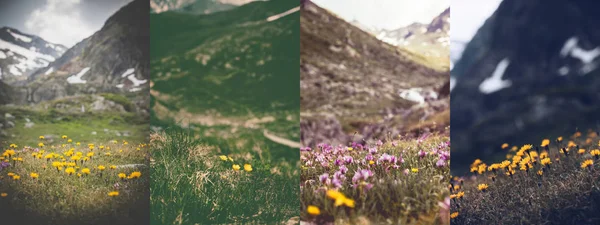 Wintage foto's van mooie wilde bloemen - collage — Stockfoto