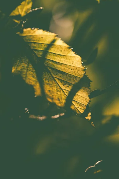 Büyük yeşil yaprak ayrıntılarını — Stok fotoğraf