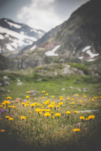 Prachtige wilde bloemen — Stockfoto