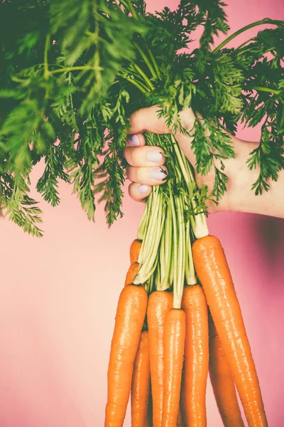 Bunch of fresh carrots in the hand — Stock Photo, Image