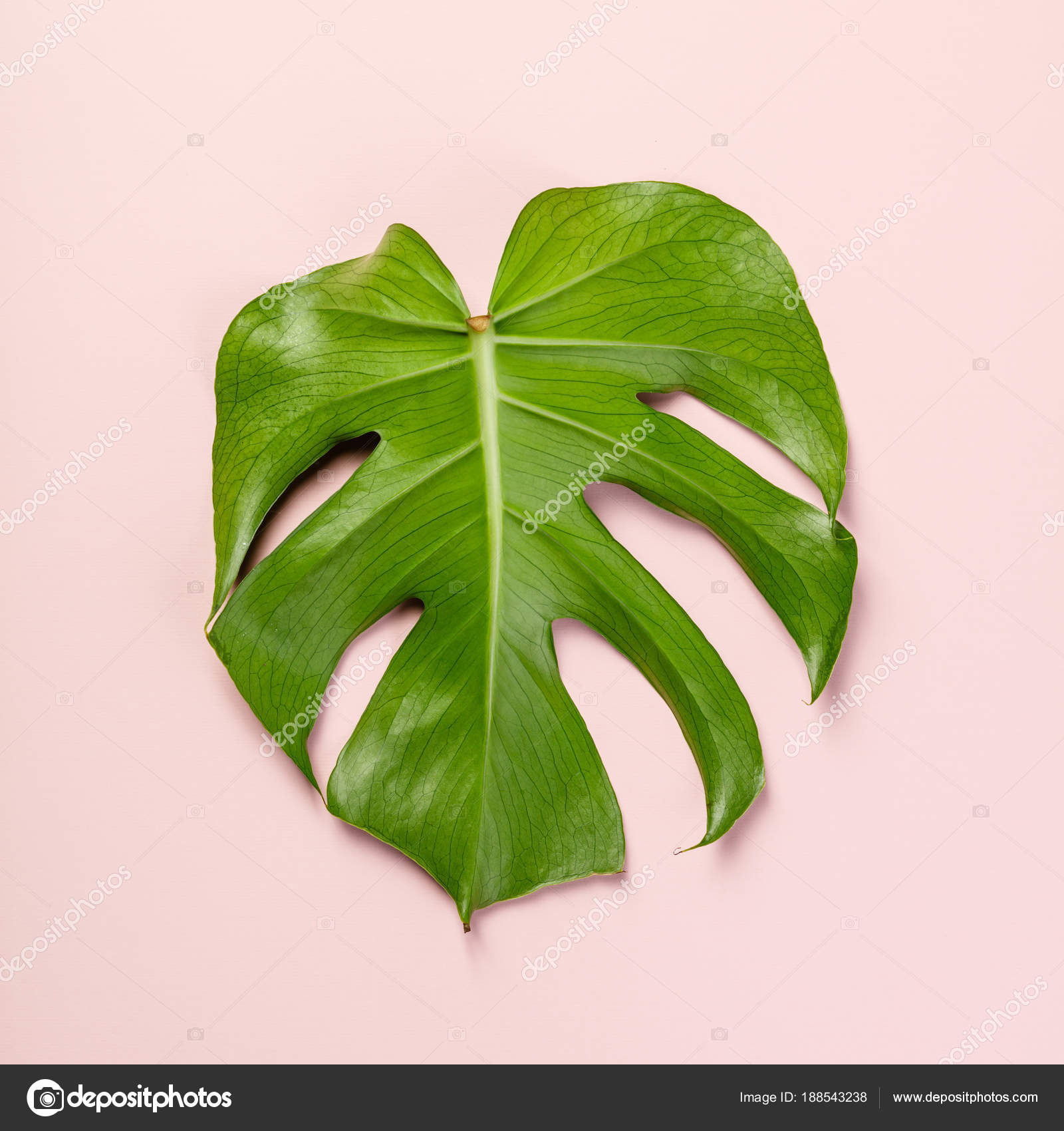 Monstera leaf Stock Photo by ©klenova 188543238