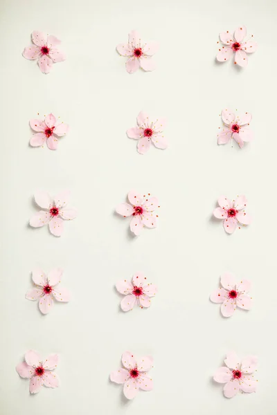 Wzór kwiatowy kwiaty wiśni — Zdjęcie stockowe