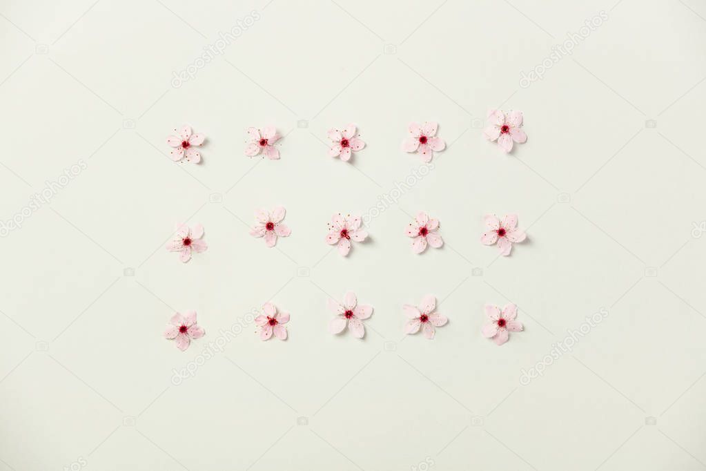 Floral pattern of cherry flowers