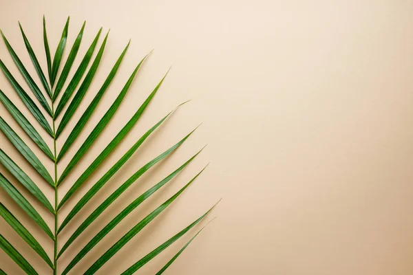 Folhas de palma tropicais no fundo da cor. Conceito de verão . — Fotografia de Stock