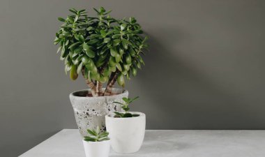 Ev bitkisi Crassula ovata yeşimi para ağacı duvarın karşısında..