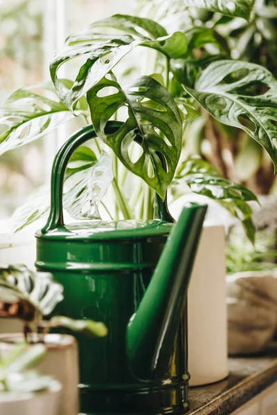 Potted green plants on window. Home decor and gardening concept. — Stock Photo, Image