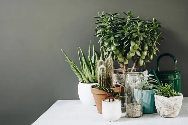 Coleta de várias plantas de cacto e suculentas em diferentes vasos . — Fotografia de Stock