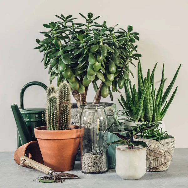 Colección de varios cactus y plantas suculentas en diferentes macetas . — Foto de Stock