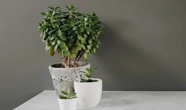 Houseplant Crassula ovata jade planta árvore de dinheiro em frente à parede. — Fotografia de Stock