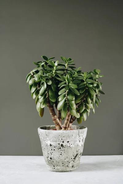 Woonplant Crassula ovata jade plant geld boom tegenover de muur. — Stockfoto