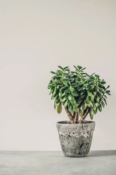 Houseplant Crassula ovata jade plant money tree opposite the white wall. — Stock Photo, Image