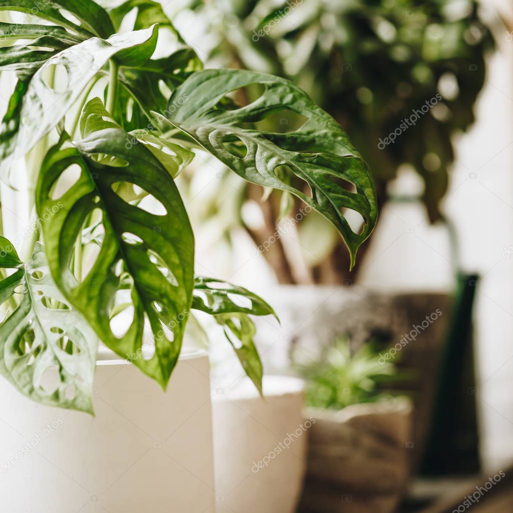 Potted green plants on window. Home decor and gardening concept.
