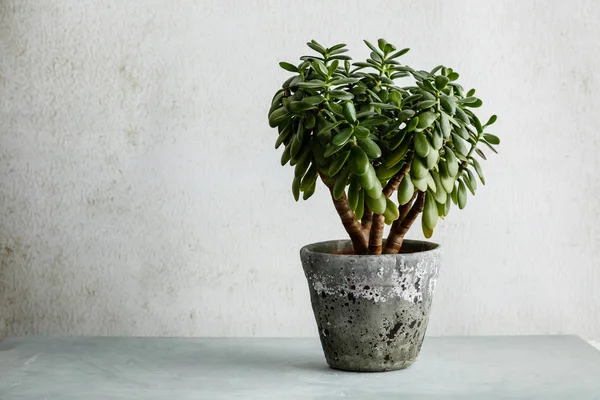 Planta de casa Crassula ovata jade árbol de dinero de la planta frente al whi — Foto de Stock