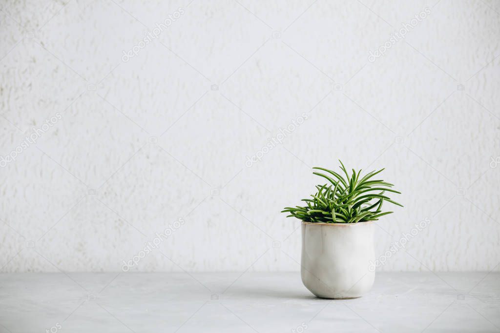 Close up of tiny succulent in trendy ceramic pot against white w