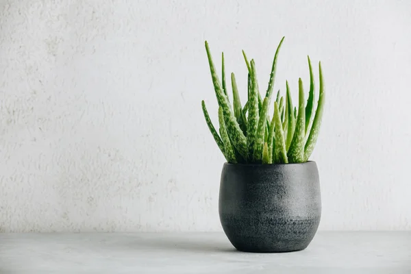 Aloe vera plant in design modern pot and white wall mock up — Stock Photo, Image