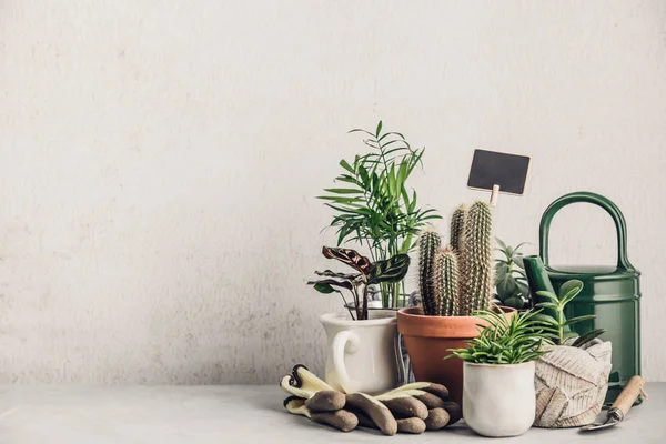 Collection of various cactus and succulent plants in different p — Stock Photo, Image