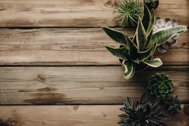 Tahta sırtında çeşitli kaktüslerin ve sulu bitkilerin toplanması.