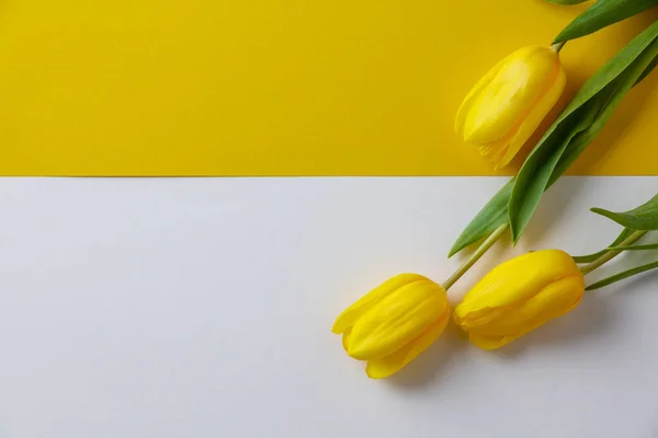 Tulipes jaunes à ressort sur fond papier, pose plate — Photo