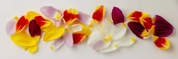 Colorful tulip petals pattern flat lay — Stock Photo, Image