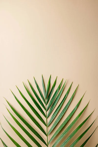 Tropische Palmenblätter auf farbigem Hintergrund. Sommerkonzept. — Stockfoto