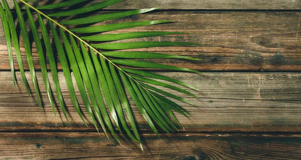 Hojas de palma tropical sobre fondo de madera. Concepto de verano. —  Fotos de Stock