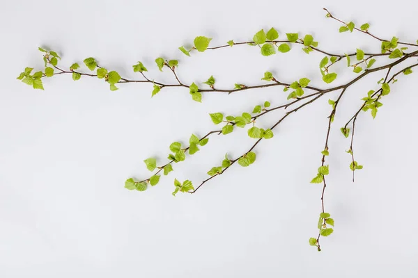 Rama de abedul con hojas frescas en primavera —  Fotos de Stock
