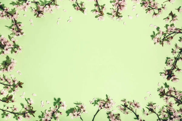 Spring border with cherry blossoms on green pastel background — Stock Photo, Image