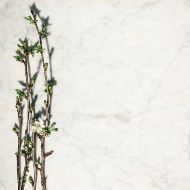 Beyaz mermer zemin üzerinde güzel bahar kiraz dalları ile düz kompozisyon yatıyordu