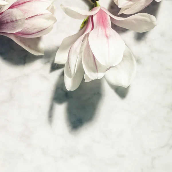 Hermosas flores de magnolia rosa en la mesa de mármol blanco. Vista superior. Acostado. Concepto mínimo primavera. — Foto de Stock