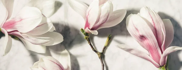 Hermosas flores de magnolia rosa en la mesa de mármol blanco. Vista superior. Acostado. Concepto mínimo primavera. — Foto de Stock