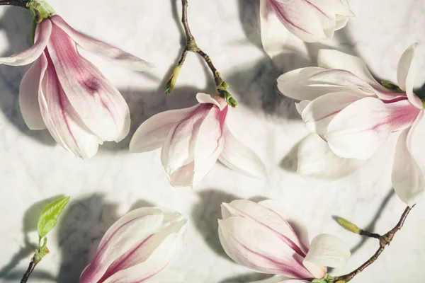 Hermosas flores de magnolia rosa en la mesa de mármol blanco. Vista superior. Acostado. Concepto mínimo primavera. — Foto de Stock