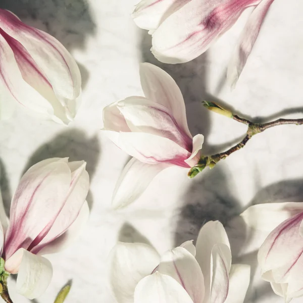 Όμορφα ροζ λουλούδια μανόλια σε λευκό μαρμάρινο τραπέζι. Στο πάνω μέρος. επίπεδη θέσει. Ελατήριο ελάχιστη έννοια. — Φωτογραφία Αρχείου