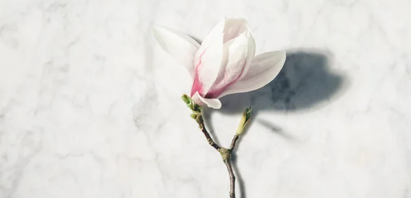 Gyönyörű rózsaszín magnólia virágok fehér márvány asztalon. Első látásra. Lapos fekvés. Tavaszi minimális koncepció. — Stock Fotó
