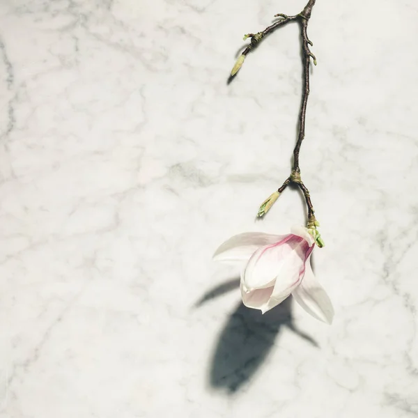 Hermosas flores de magnolia rosa en la mesa de mármol blanco. Vista superior. Acostado. Concepto mínimo primavera. — Foto de Stock